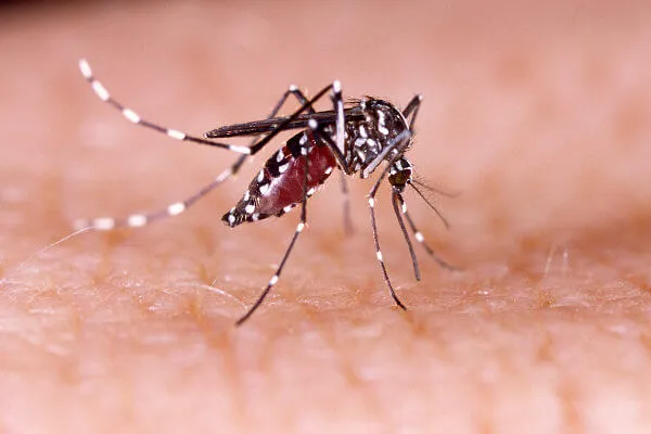 Eunápolis reforça ações de combate ao Aedes Aegypti no verão